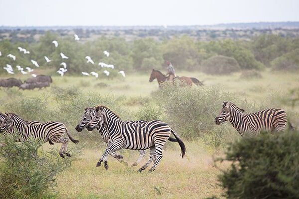 Tuli-horse-safari-19