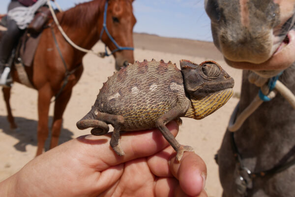 Namibia Desert ride13