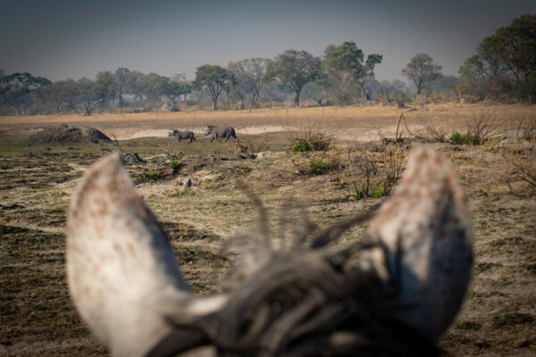 Between the ears Rhino