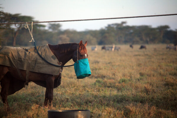 Kenya & Tanzania 2008