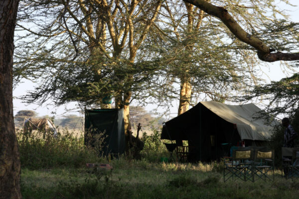 Camp on safari