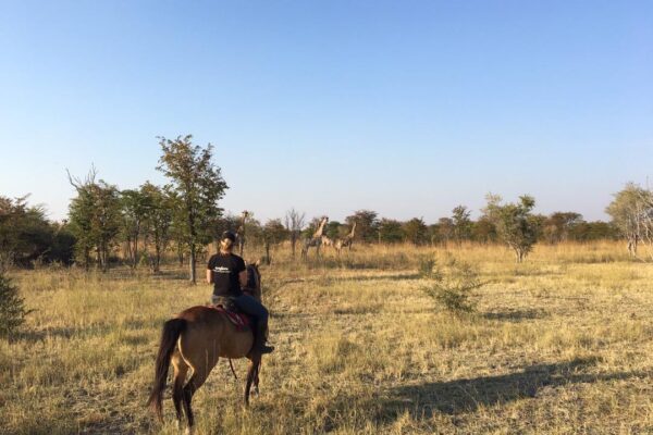 Cassie and the giraffes