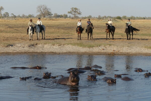 Delta Hippos