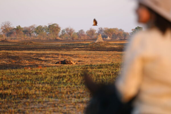 Delta Lions 2