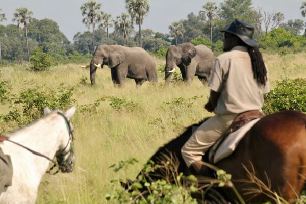 Guide with Elephants 2