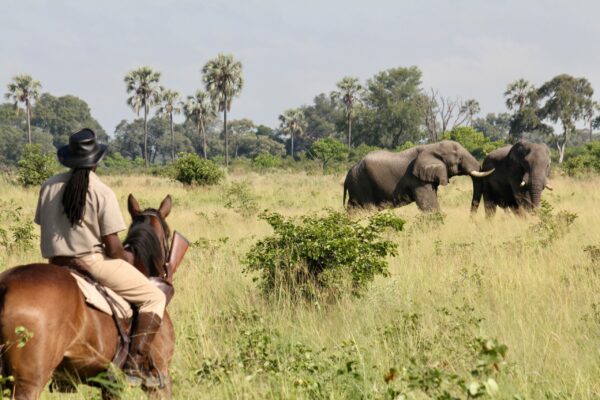 Guide with Elephants 3