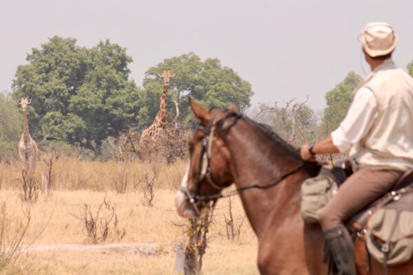 Horse & giraffe 2