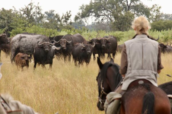 Horses & Buffalo 3