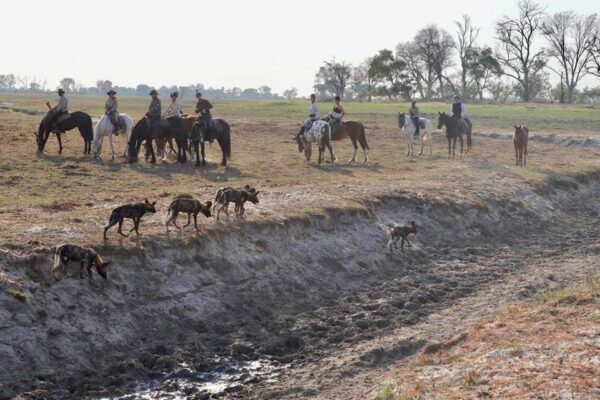 Horses & Wild dog