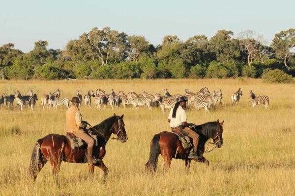 Horses & Zebra 2