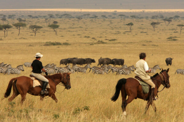 Riding with zebra and buffallo