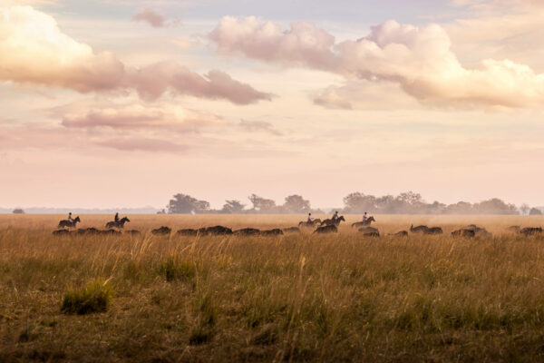 SHS - riding alongside wildebeest - 36