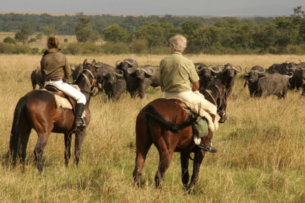 Watching buffallo