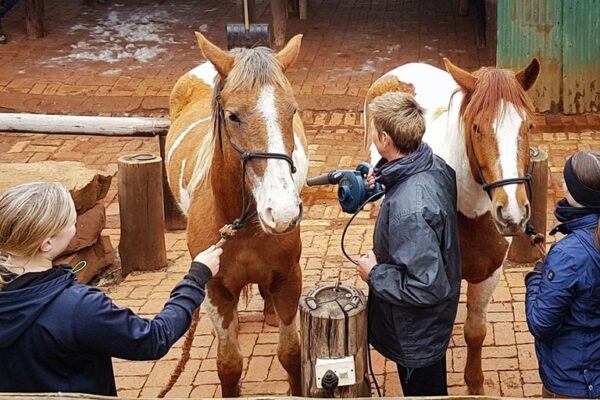 Volunteer-Cleaning-Horses