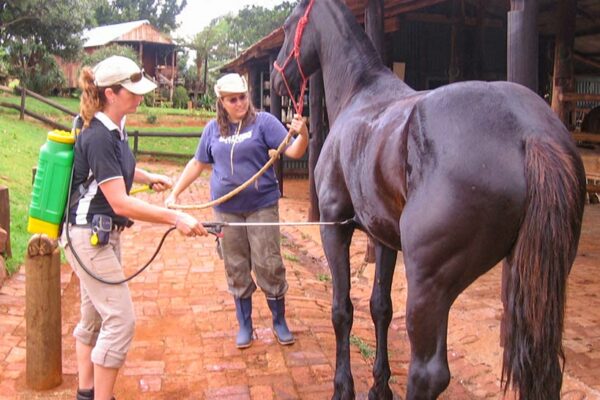Volunteer-Equine-Mainenance