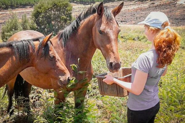 Volunteer-Feeding-Horses