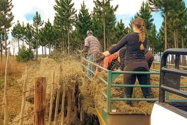 Volunteer-Offloading-Grass