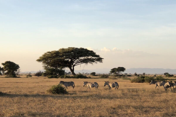 West Kili savannah
